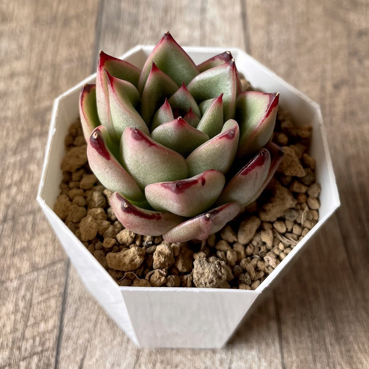 ＊新入荷＊　アガボイデス エボニーhyb agaboides Ebony hyb - 多肉植物の通販・販売サイト tawawa