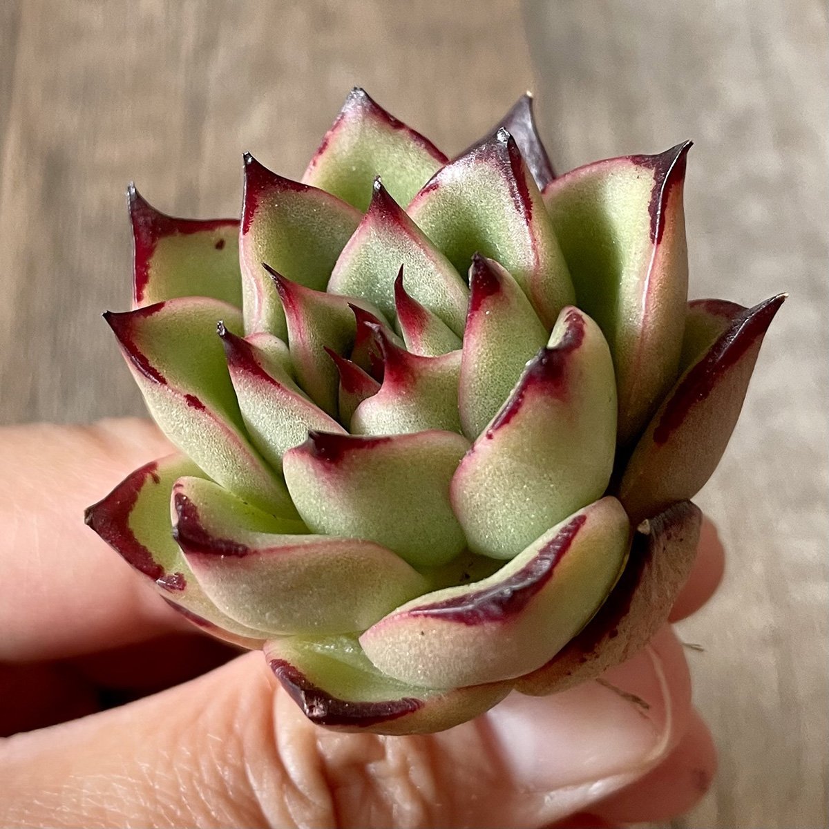 ＊新入荷＊　アガボイデス エボニーhyb agaboides Ebony hyb - 多肉植物の通販・販売サイト tawawa
