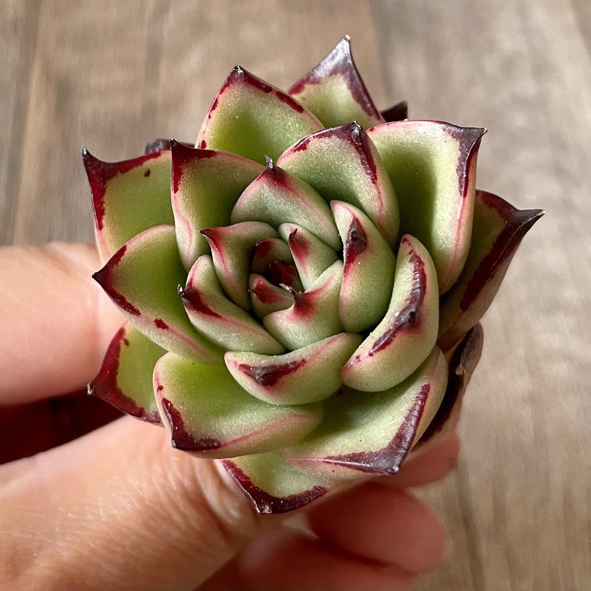 ＊新入荷＊　アガボイデス エボニーhyb agaboides Ebony hyb - 多肉植物の通販・販売サイト tawawa