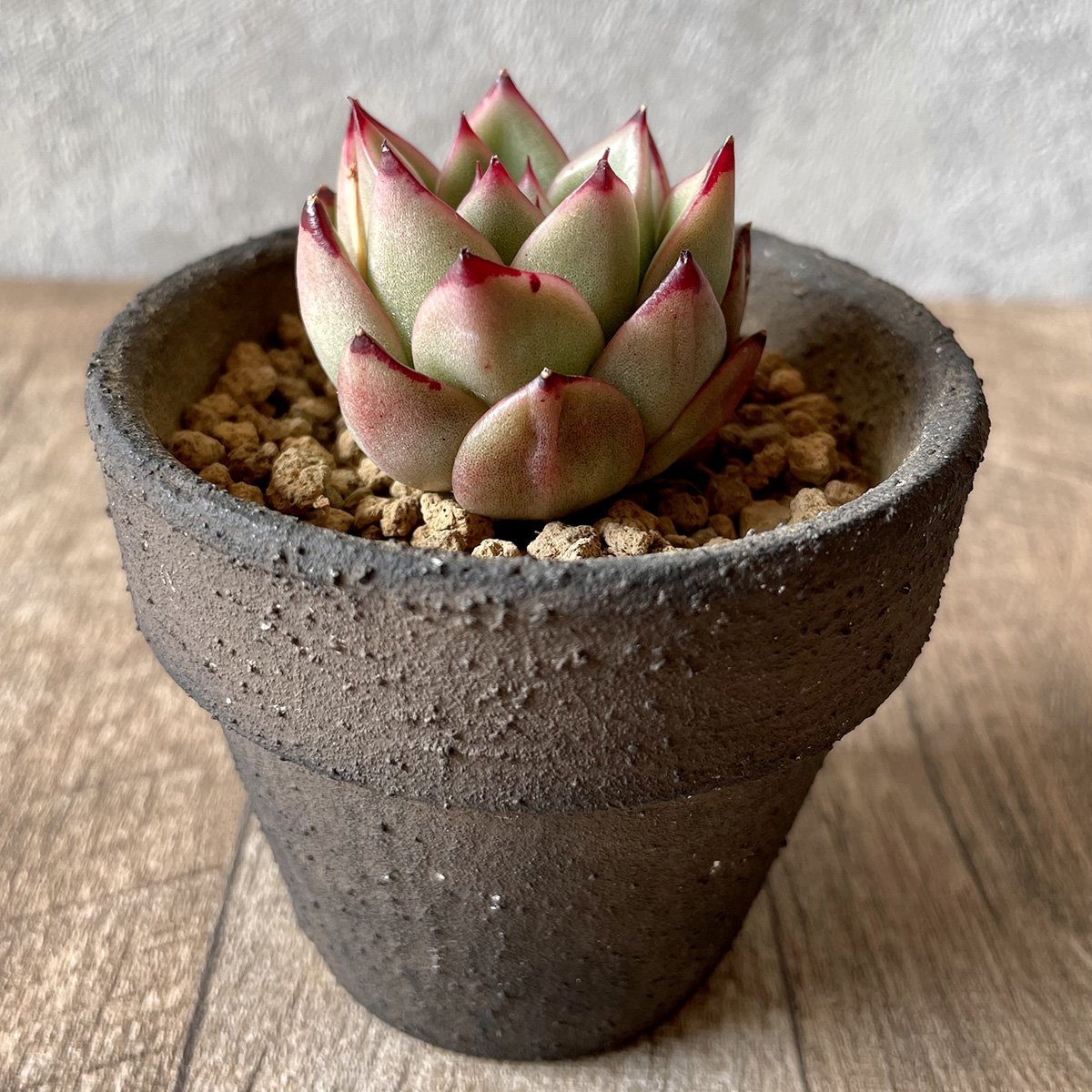 ＊新入荷＊　アガボイデス エボニーhyb agaboides Ebony hyb - 多肉植物の通販・販売サイト tawawa