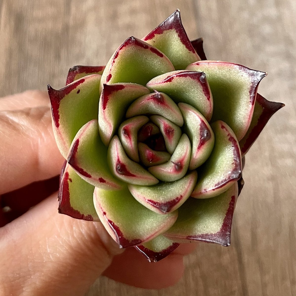 ＊新入荷＊　アガボイデス エボニーhyb agaboides Ebony hyb - 多肉植物の通販・販売サイト tawawa