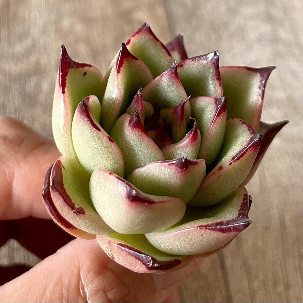 ＊新入荷＊　アガボイデス エボニーhyb agaboides Ebony hyb - 多肉植物の通販・販売サイト tawawa