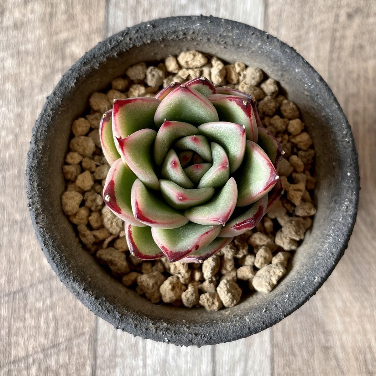 ＊新入荷＊　アガボイデス エボニーhyb agaboides Ebony hyb - 多肉植物の通販・販売サイト tawawa