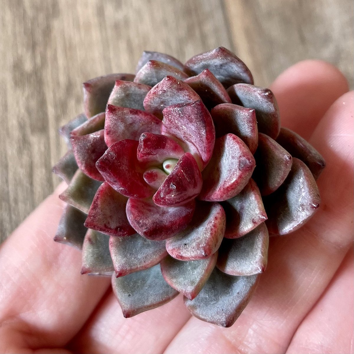 ＊新入荷＊ ヒョルヨン　Hyeol Yeong - 多肉植物の通販 tawawa