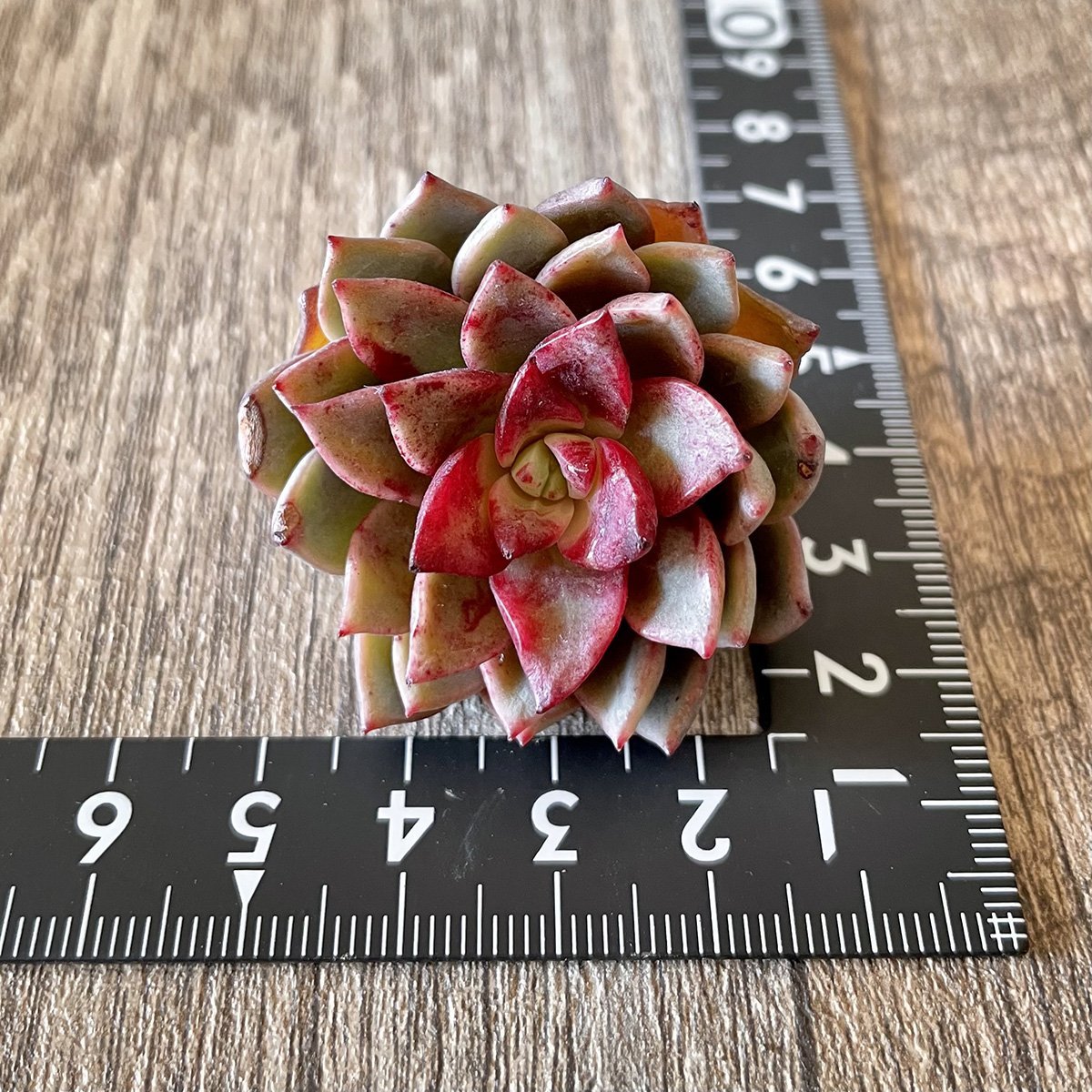 ＊新入荷＊ ヒョルヨン　Hyeol Yeong - 多肉植物の通販 tawawa
