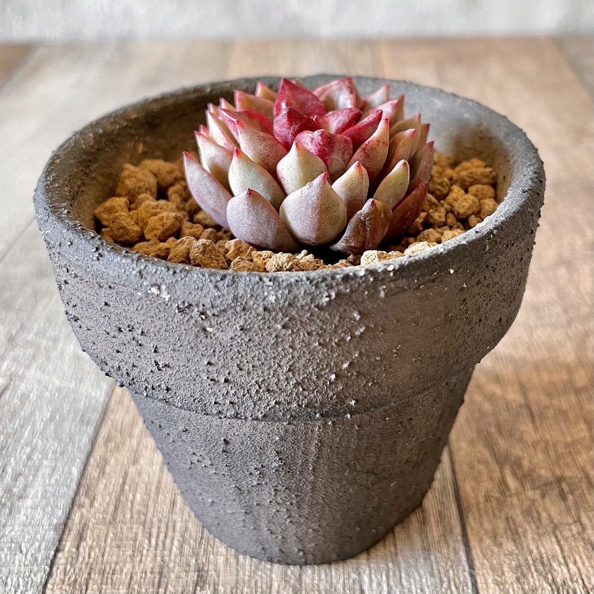 ＊新入荷＊ ヒョルヨン　Hyeol Yeong - 多肉植物の通販 tawawa