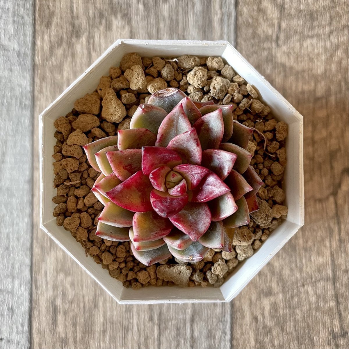 ＊新入荷＊ ヒョルヨン　Hyeol Yeong - 多肉植物の通販 tawawa