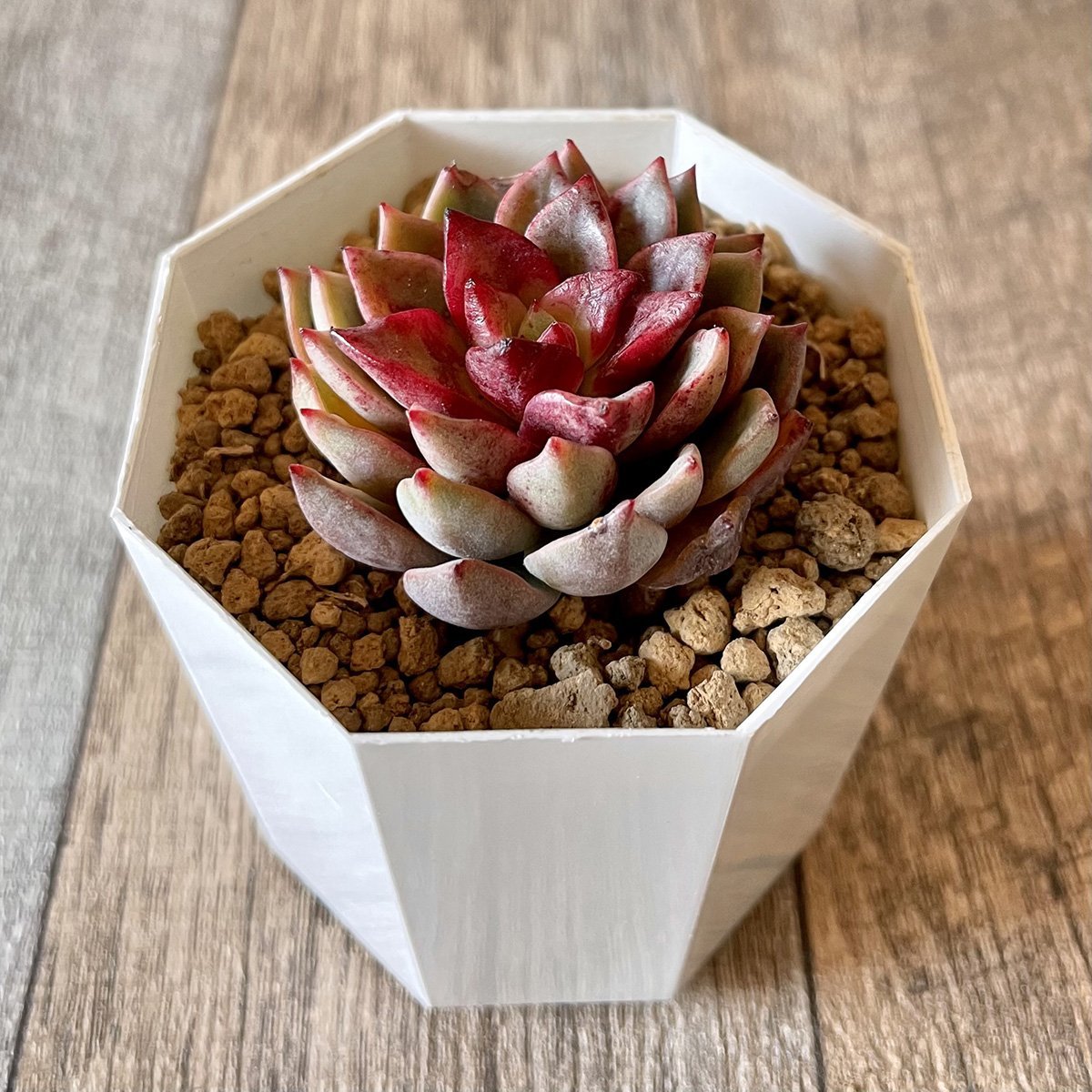 ＊新入荷＊ ヒョルヨン　Hyeol Yeong - 多肉植物の通販 tawawa