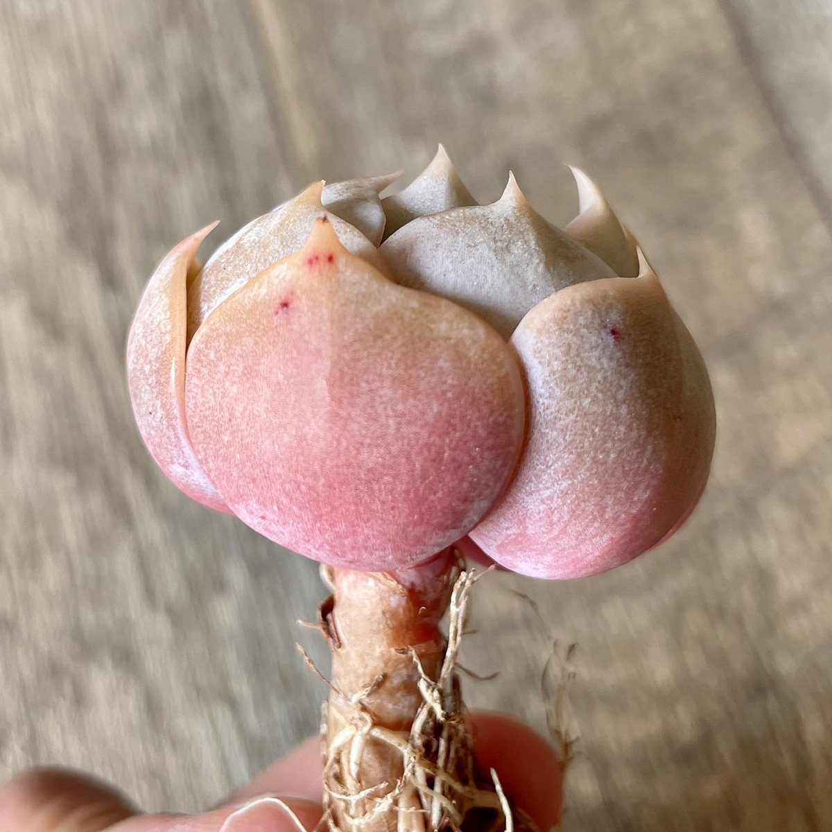 ＊新入荷＊ 　マリリン Marilyn - 多肉植物の通販 tawawa