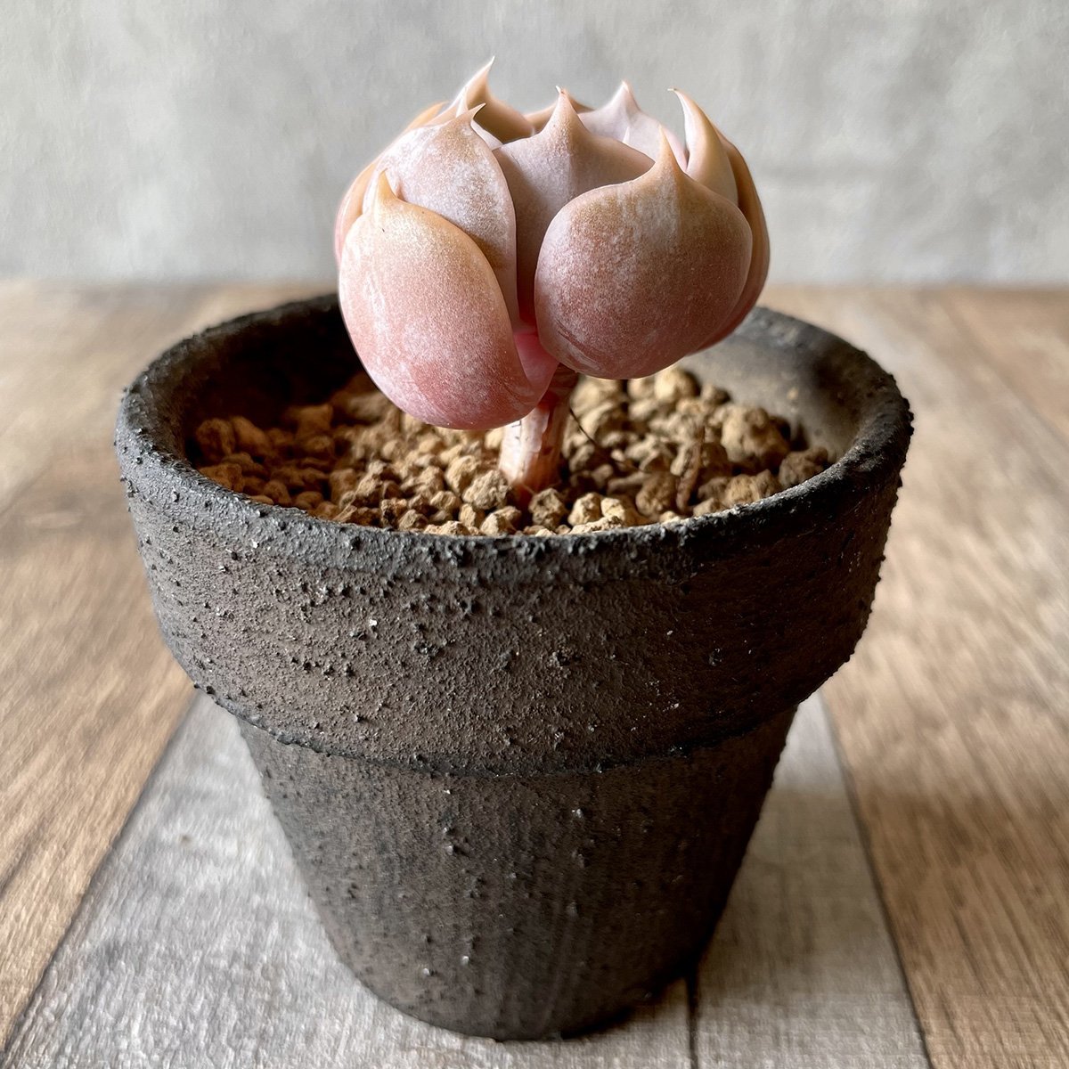 ＊新入荷＊ 　マリリン Marilyn - 多肉植物の通販 tawawa