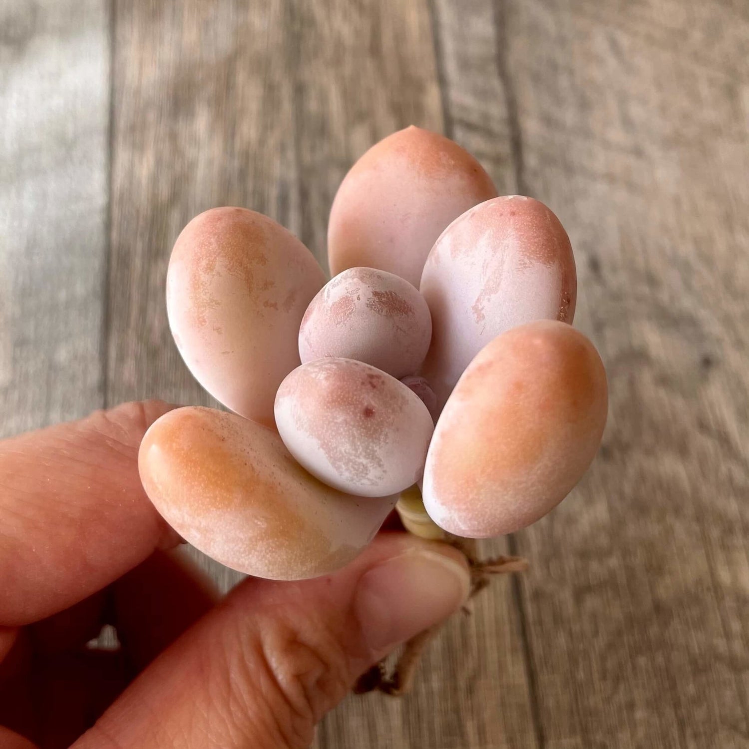 桃美人　Momobijin - 多肉植物の通販 tawawa