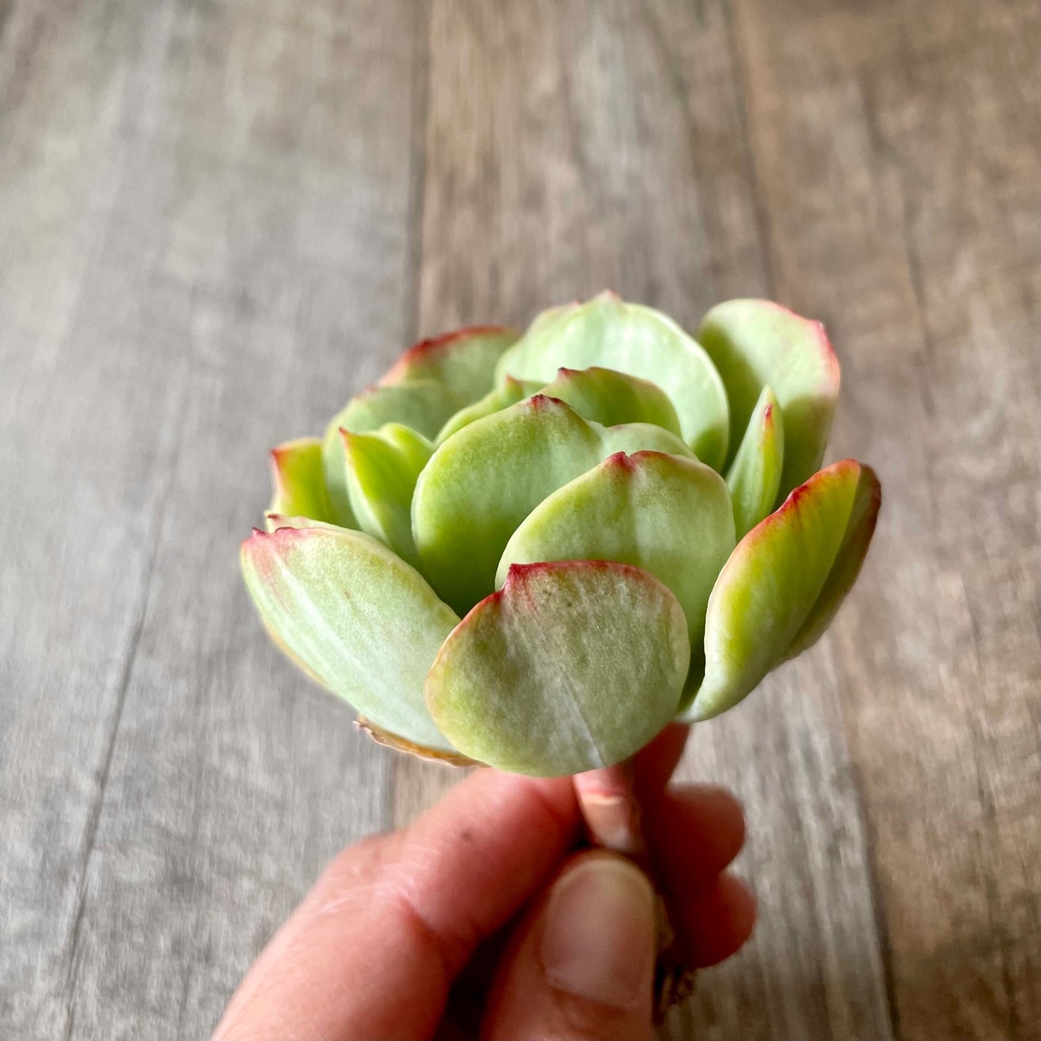 ☆日本の職人技☆ 多肉植物❤モモカ錦❤カット苗 植物/観葉植物