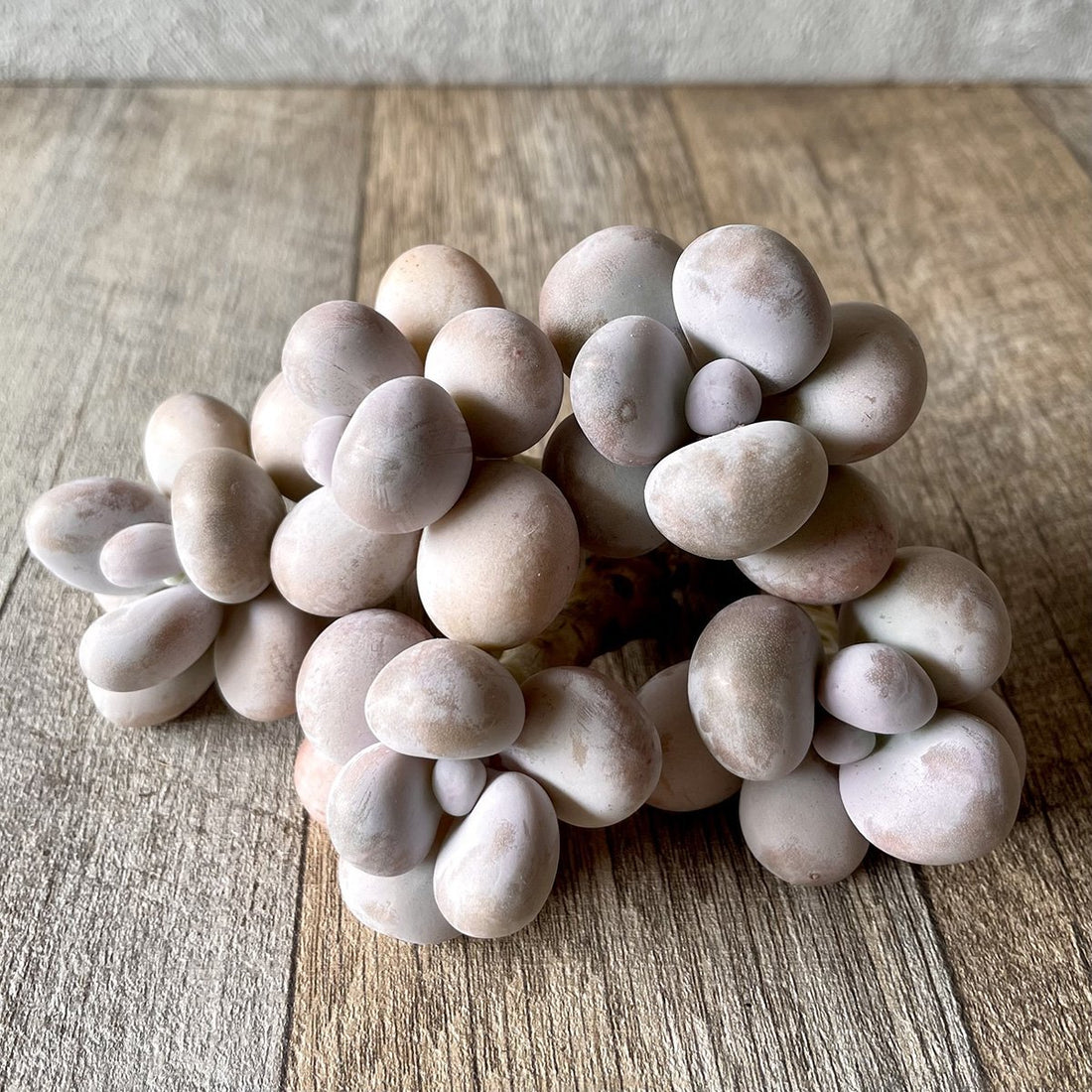 *新入荷* ムーンストーン(パキフィツム) Moonstone - 多肉植物の通販・販売サイト tawawa