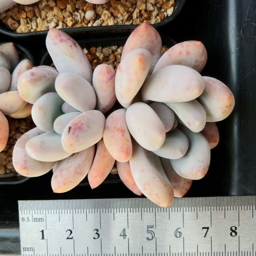 ＊新入荷 ＊　⧫MS苗⧫　フレーベル双頭 - 多肉植物の通販 tawawa