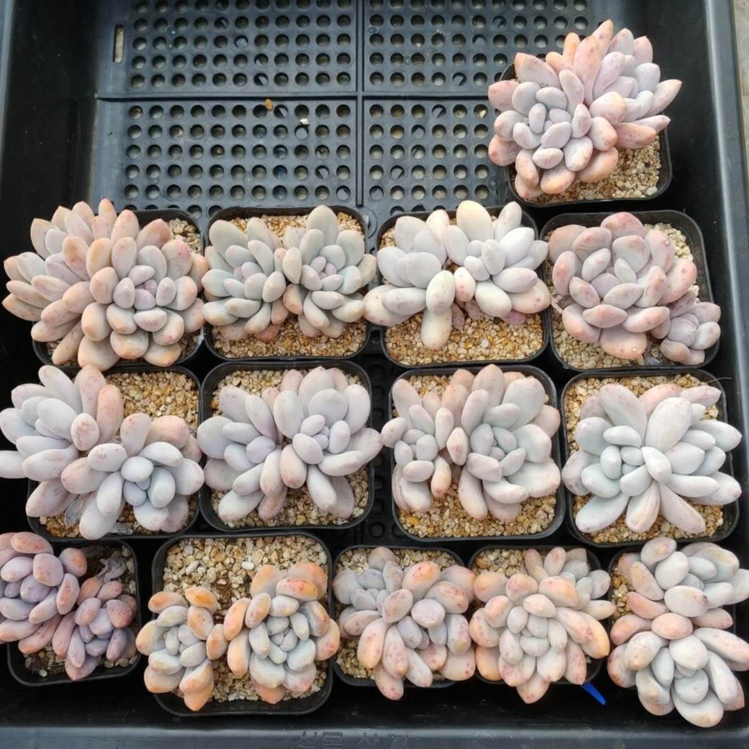 ＊新入荷 ＊　⧫MS苗⧫　フレーベル双頭 - 多肉植物の通販 tawawa