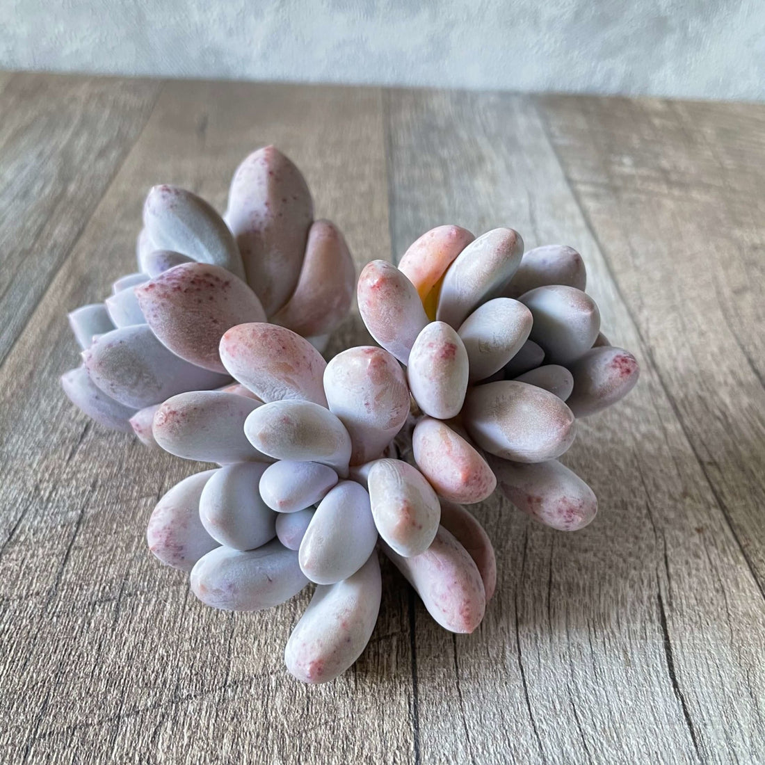 *新入荷 * ⧫MS苗⧫ フレーベル双頭 - 多肉植物の通販 tawawa