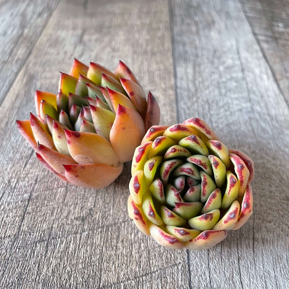 *新入荷 * ⧫MS苗⧫ アガボイデスhyb - 多肉植物の通販 tawawa