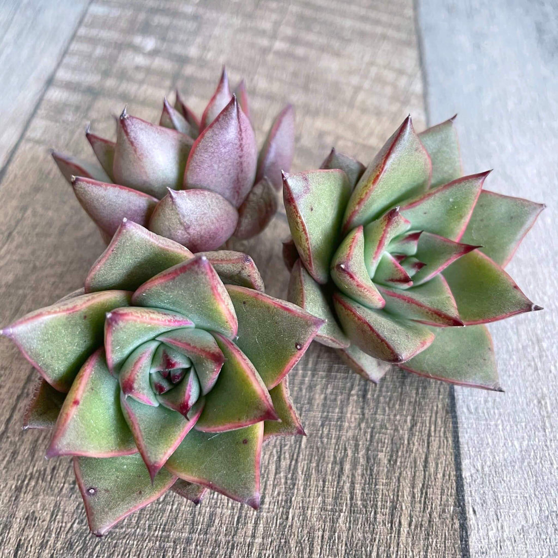 ⧫MS苗⧫ ジャ.ズー Ja.Zoo - 多肉植物の通販 tawawa