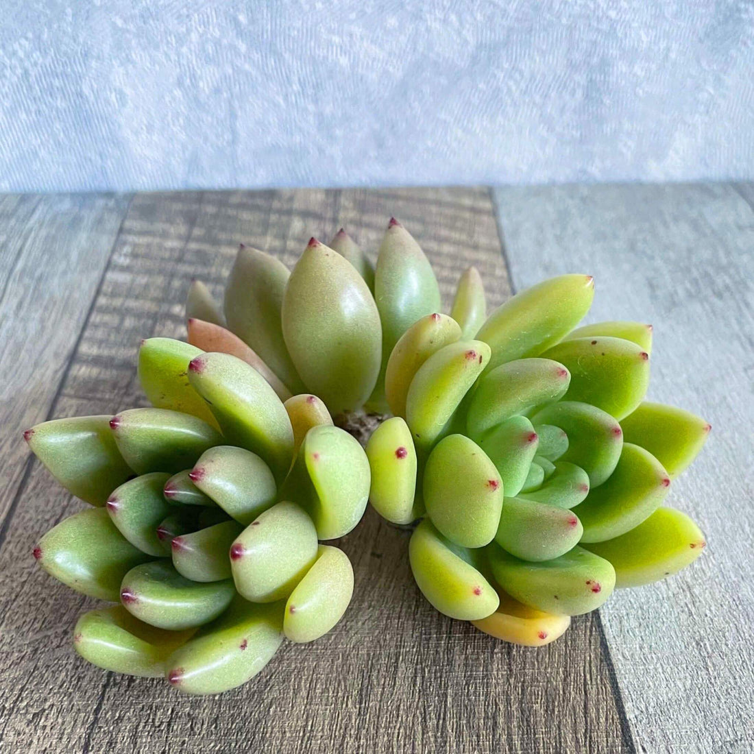 ⧫MS苗⧫ ココ.ロノ Koco.rono - 多肉植物の通販 tawawa