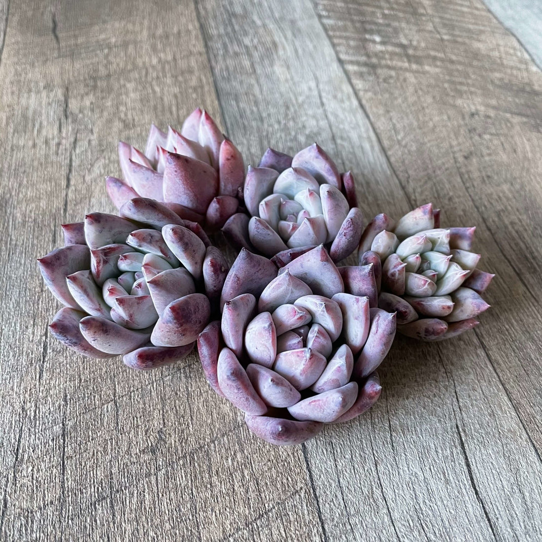 *新入荷 * ⧫MS苗⧫ ヤコル (野生コロラータ)L - 多肉植物の通販 tawawa