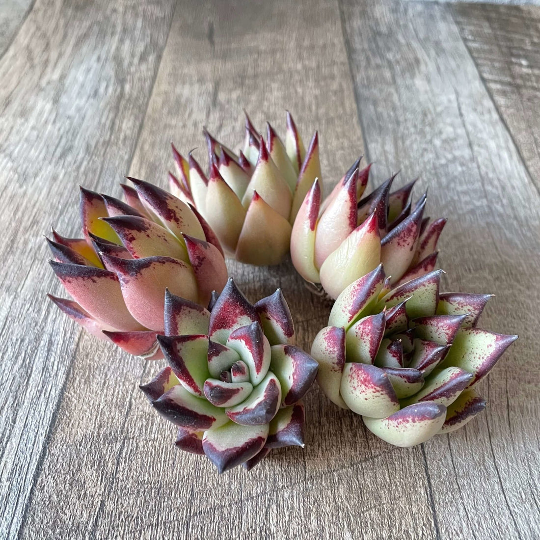 *新入荷 * ⧫MS苗⧫ 原種エボニー L - 多肉植物の通販 tawawa