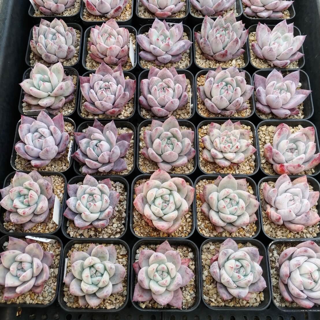 ＊新入荷 ＊　⧫MS苗⧫　ヤコル （野生コロラータ）L - 多肉植物の通販 tawawa