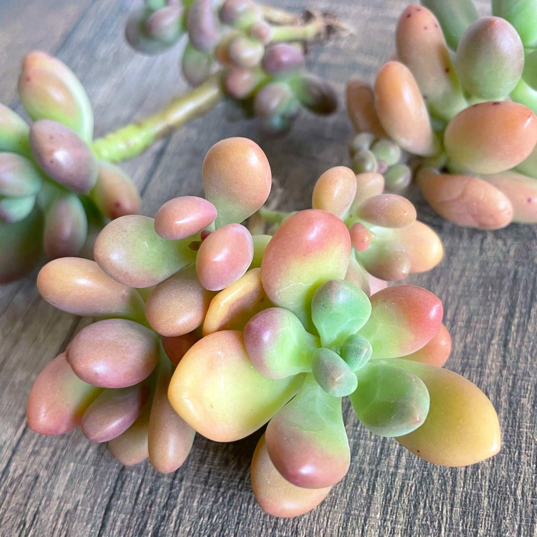 ⧫MS苗⧫ オレンジキャンディ Orange Candy - 多肉植物の通販 tawawa