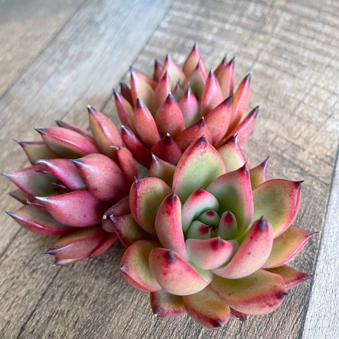 ⧫MS苗⧫ ペトロールズ Petrols - 多肉植物の通販 tawawa