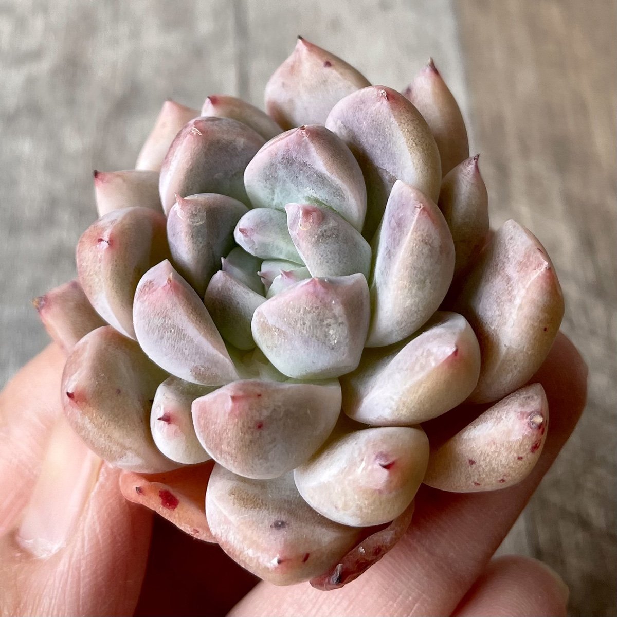 ⧫MS苗⧫　ピンクバニラ　Pink Vanilla - 多肉植物の通販・販売サイト tawawa