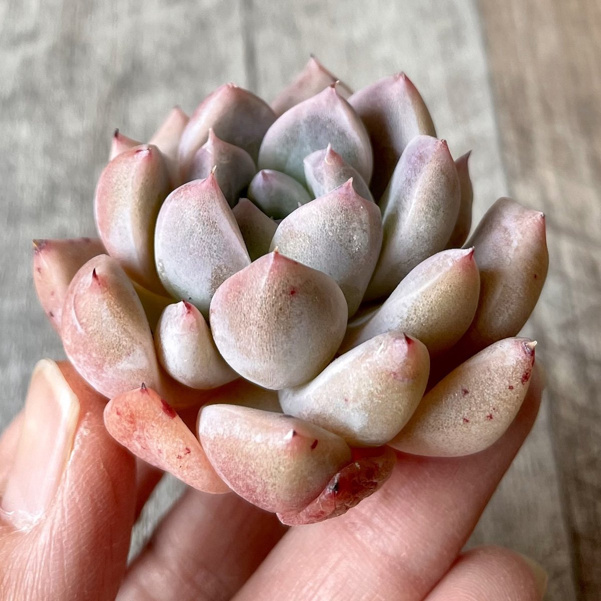 ⧫MS苗⧫　ピンクバニラ　Pink Vanilla - 多肉植物の通販・販売サイト tawawa