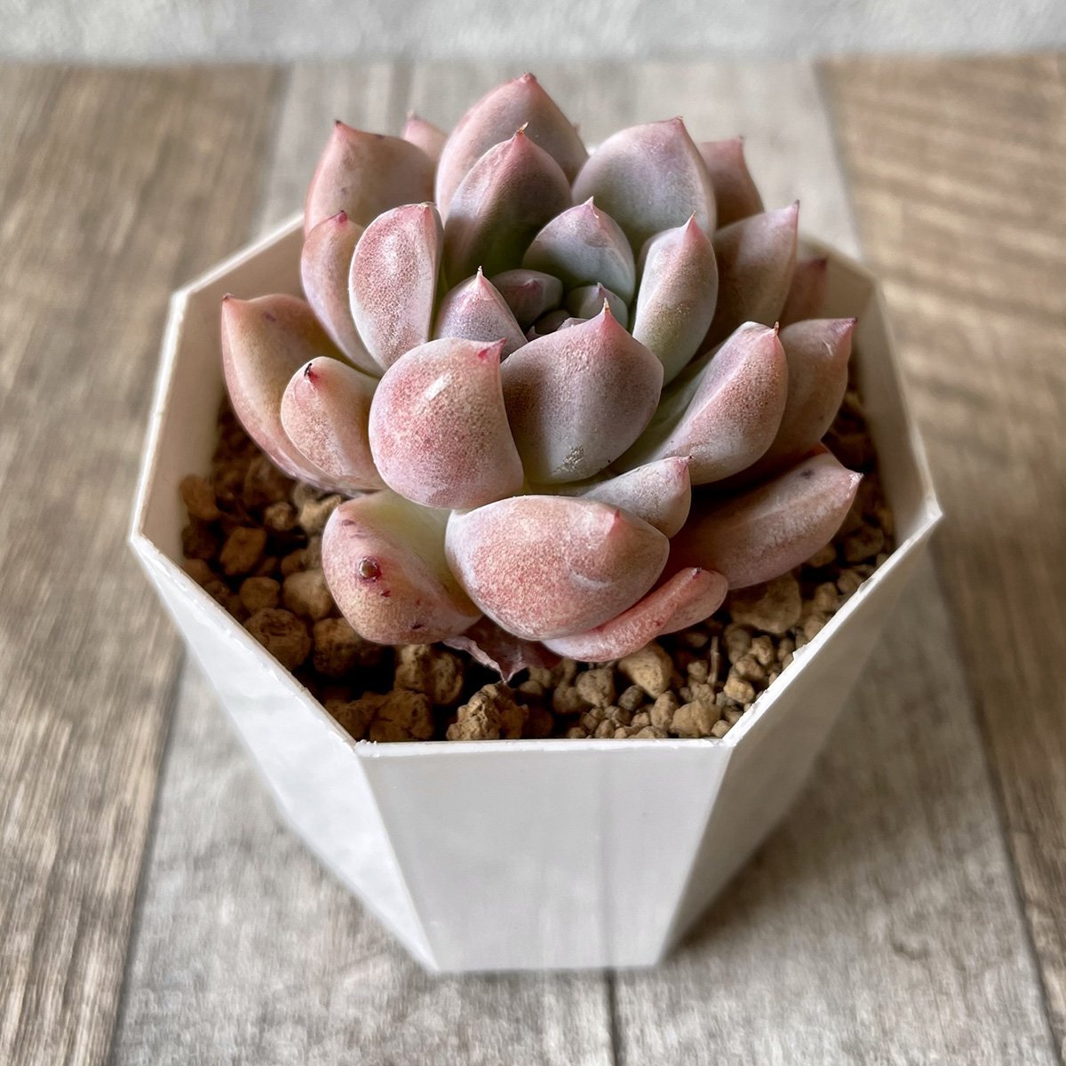 ⧫MS苗⧫　ピンクバニラ　Pink Vanilla - 多肉植物の通販・販売サイト tawawa