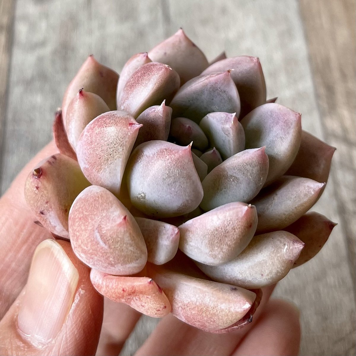 ⧫MS苗⧫　ピンクバニラ　Pink Vanilla - 多肉植物の通販・販売サイト tawawa