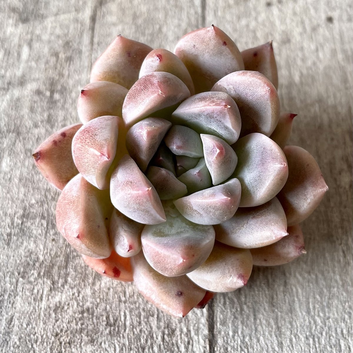 ⧫MS苗⧫　ピンクバニラ　Pink Vanilla - 多肉植物の通販・販売サイト tawawa