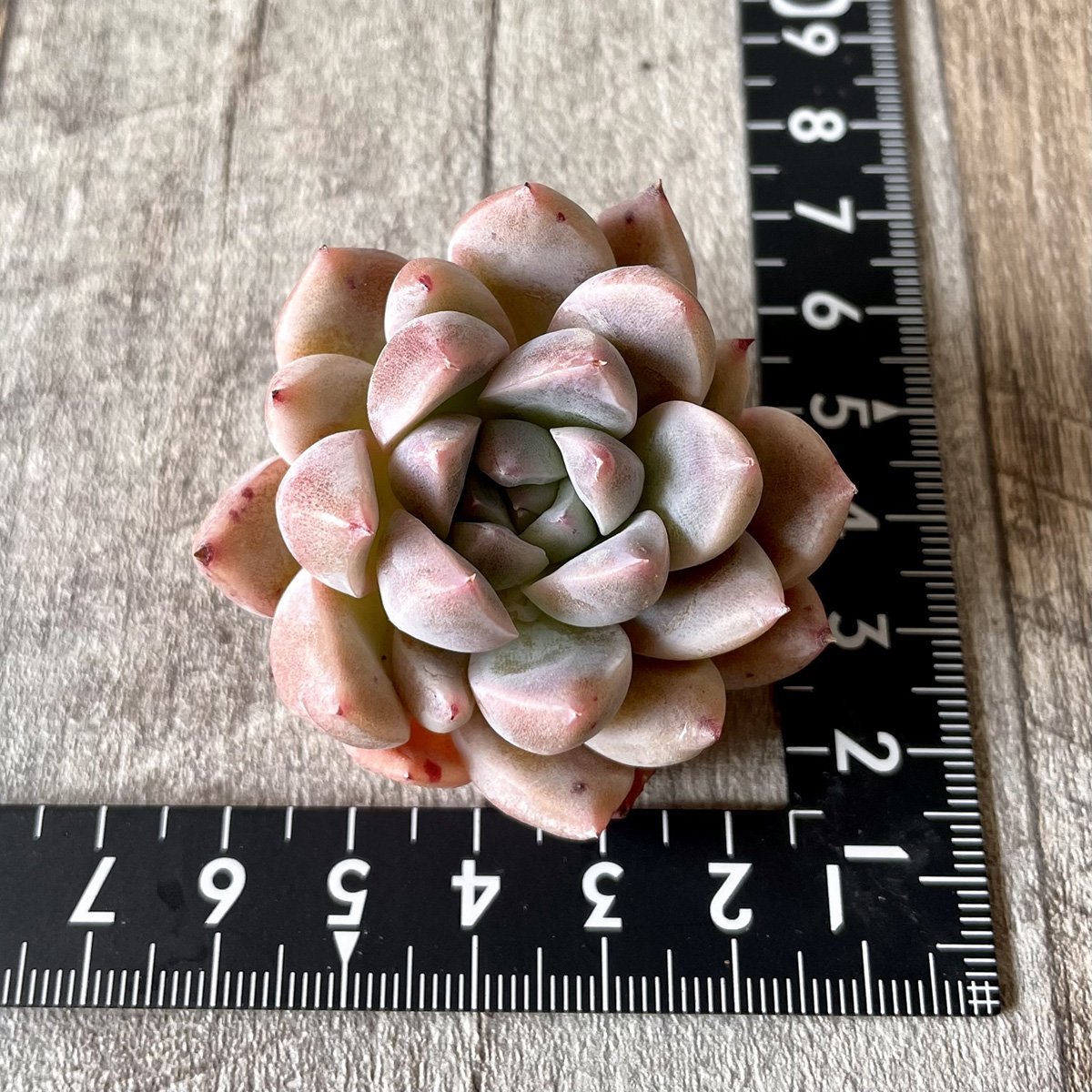 ⧫MS苗⧫　ピンクバニラ　Pink Vanilla - 多肉植物の通販・販売サイト tawawa
