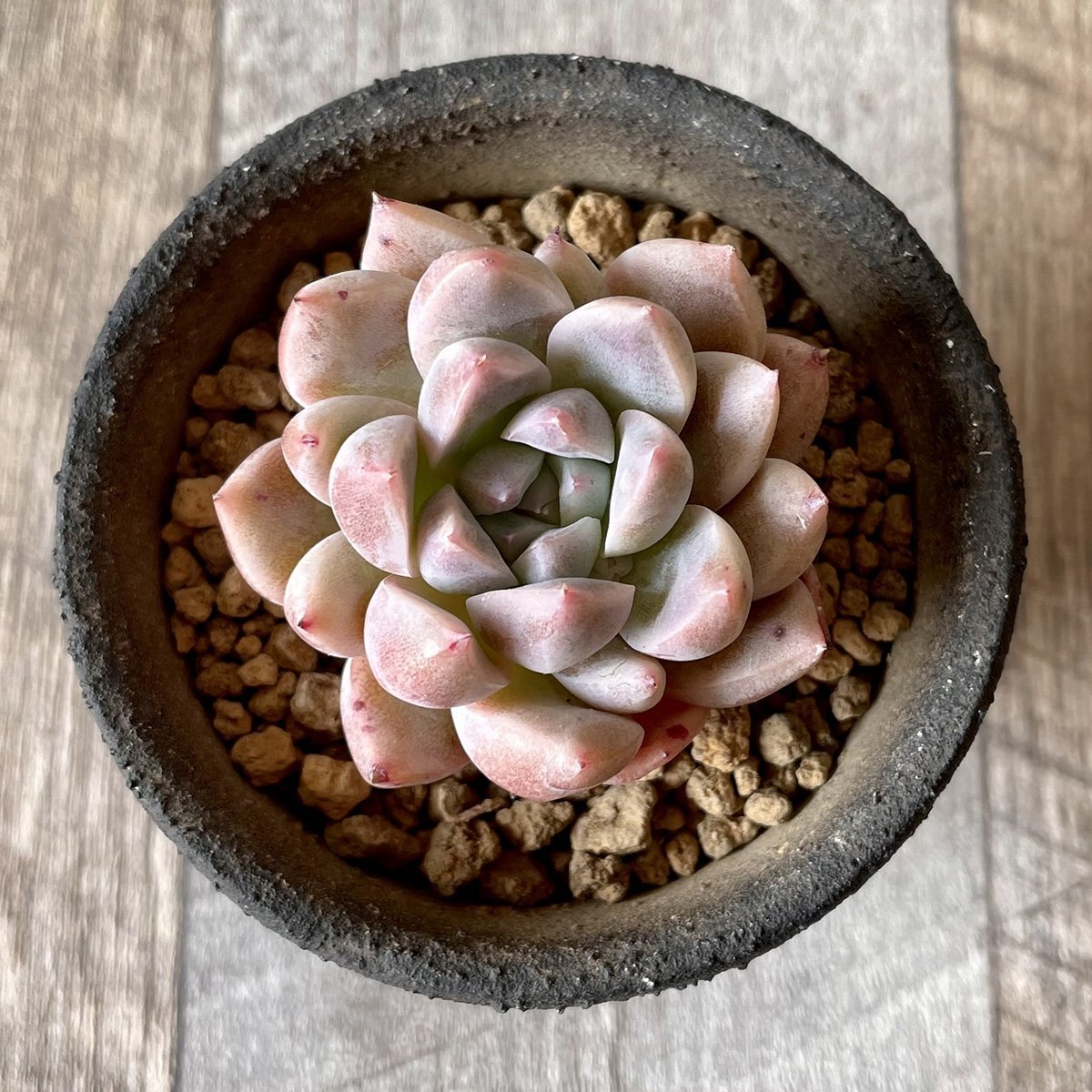 ⧫MS苗⧫　ピンクバニラ　Pink Vanilla - 多肉植物の通販・販売サイト tawawa
