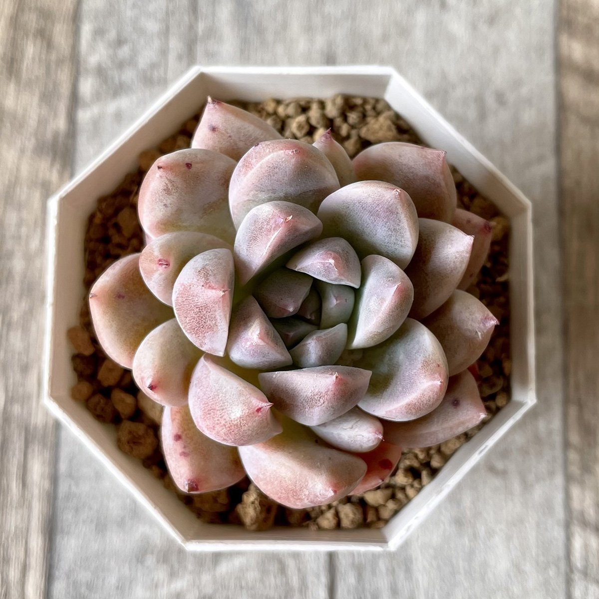 ⧫MS苗⧫　ピンクバニラ　Pink Vanilla - 多肉植物の通販・販売サイト tawawa