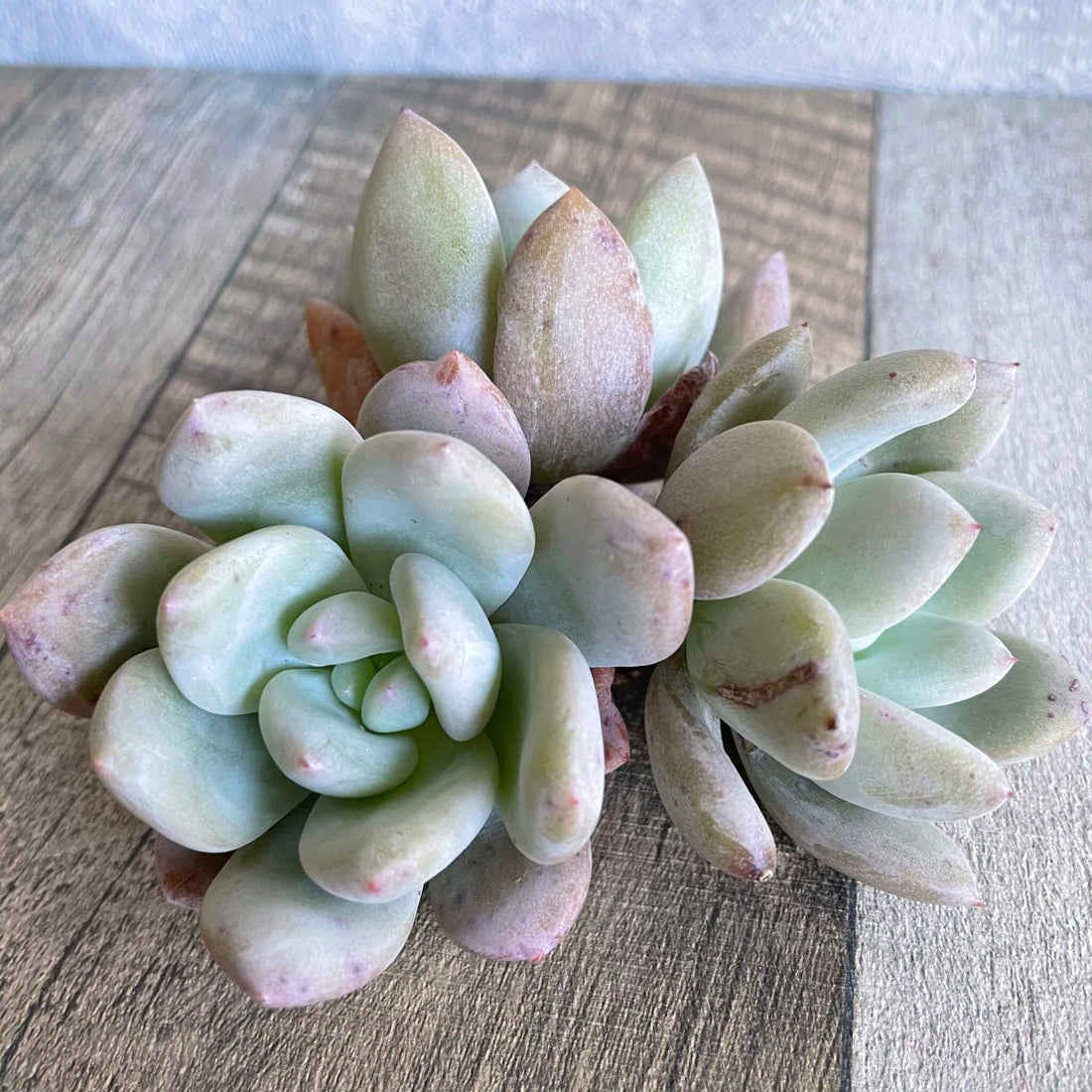 ⧫MS苗⧫ ソルティ Salty - 多肉植物の通販 tawawa