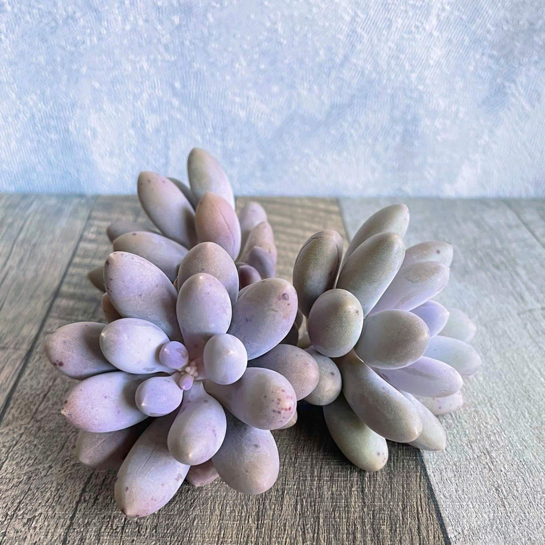 ⧫MS苗⧫ サン"サン"サン San"San"San - 多肉植物の通販 tawawa