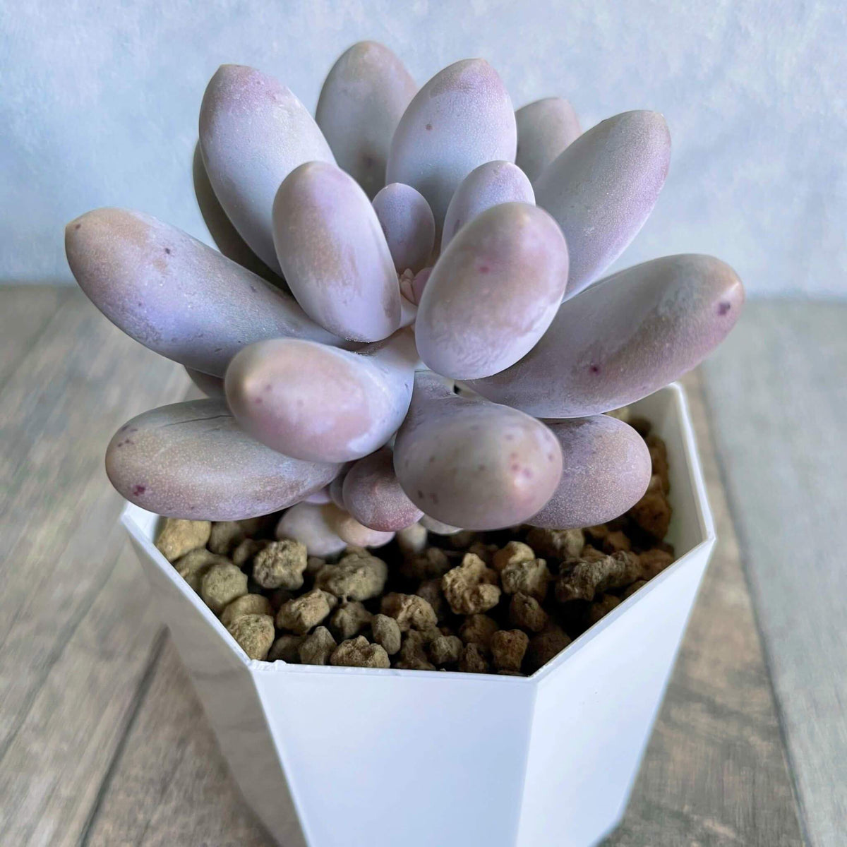 ⧫MS苗⧫　サン"サン"サン　San"San"San - 多肉植物の通販 tawawa