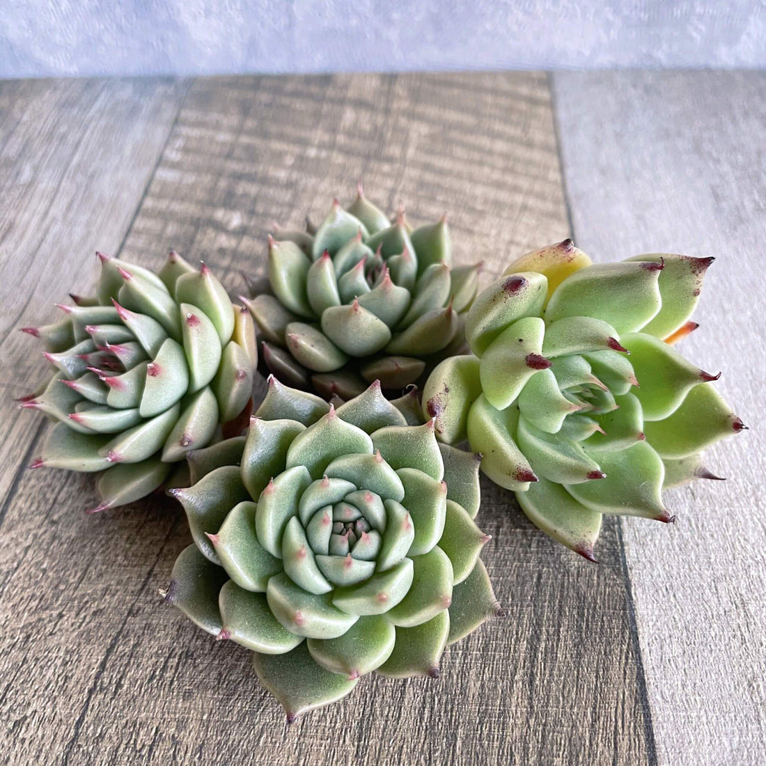 ⧫MS苗⧫ シルバーツリー Silver Tree - 多肉植物の通販 tawawa