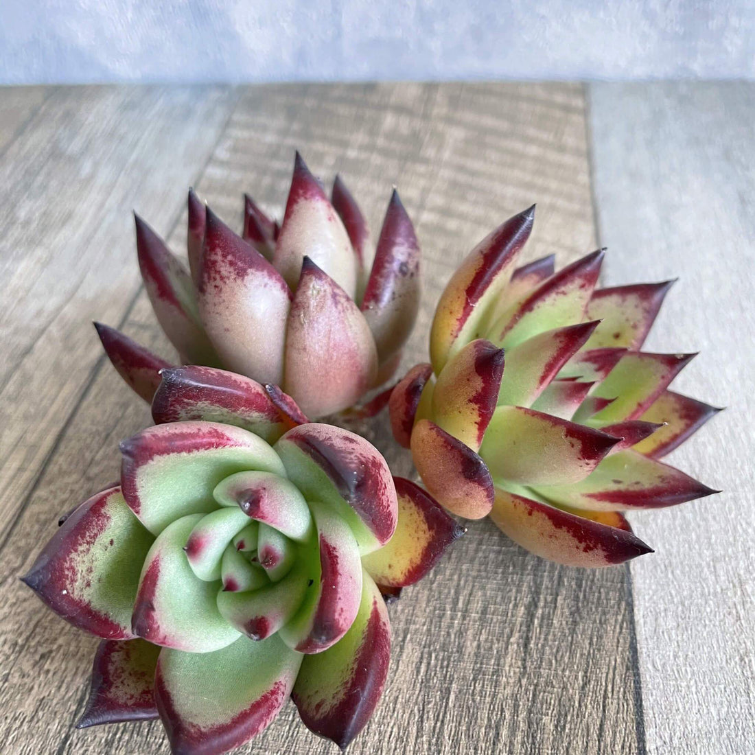 ⧫MS苗⧫ スローバラード Slow Ballade - 多肉植物の通販 tawawa