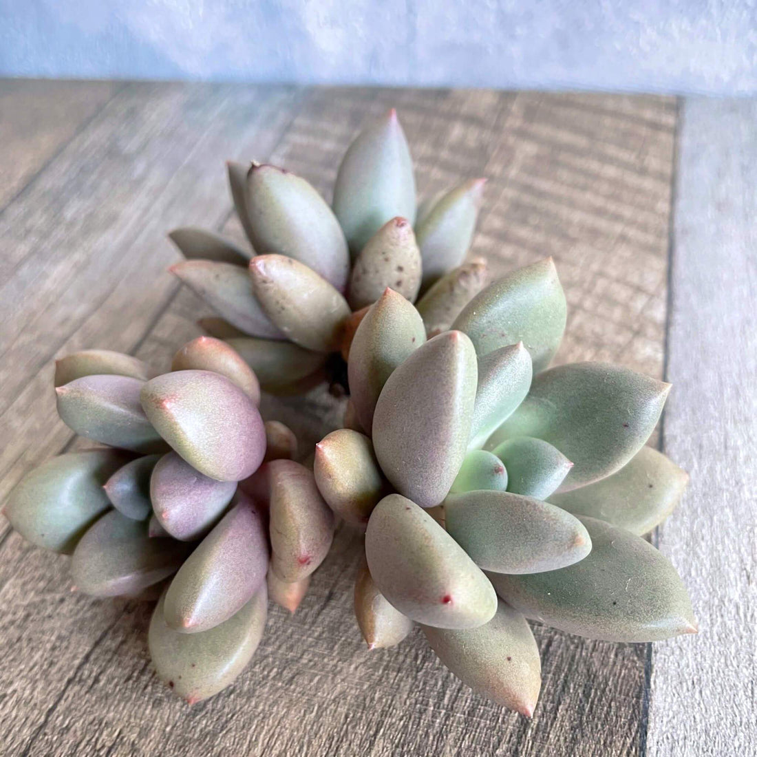 ⧫MS苗⧫ ストリーワン Story One - 多肉植物の通販 tawawa