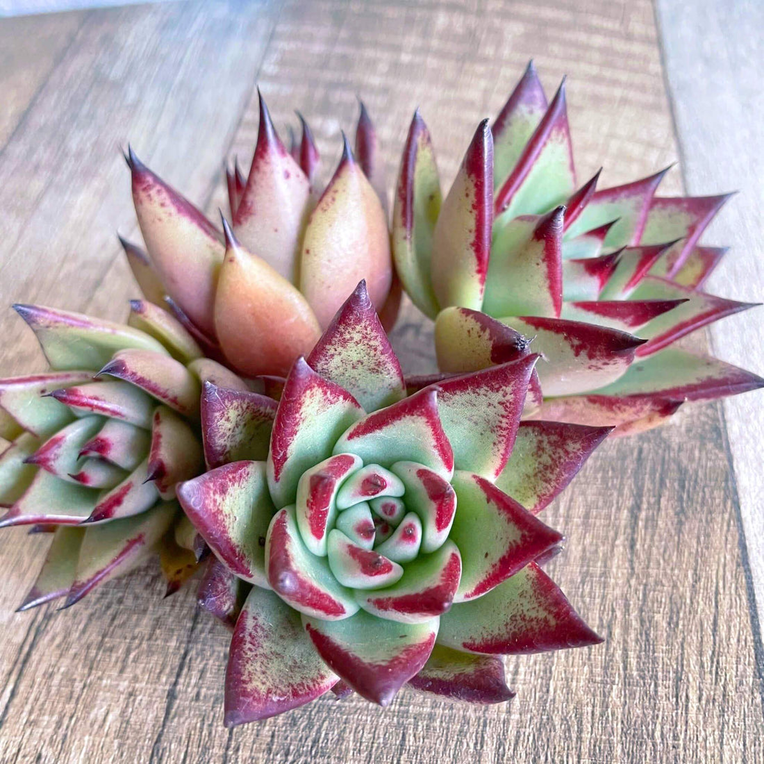 ⧫MS苗⧫ サンセットノート Sunset Notes - 多肉植物の通販 tawawa