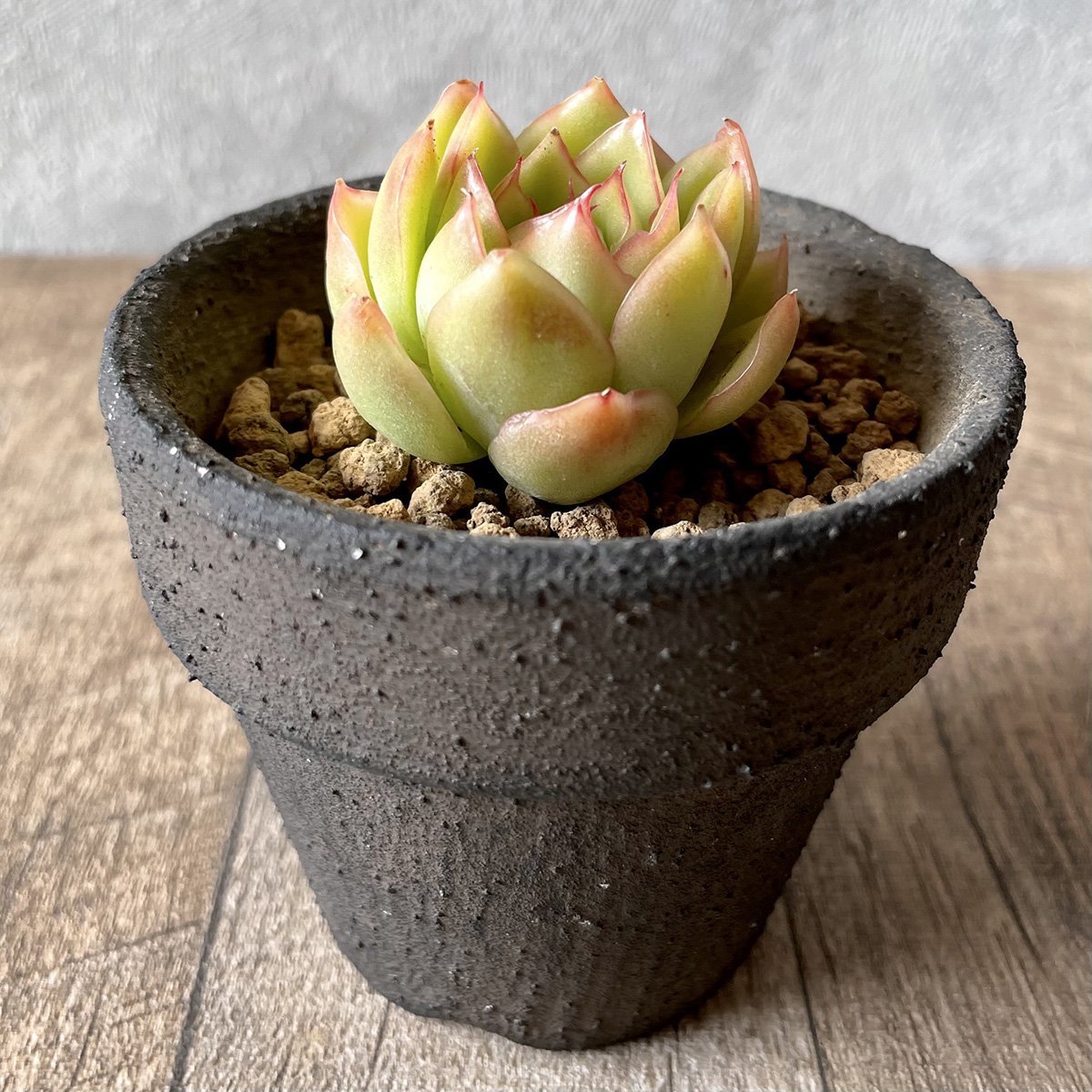 ＊新入荷＊　ノミノエ　Nominoe - 多肉植物の通販・販売サイト tawawa