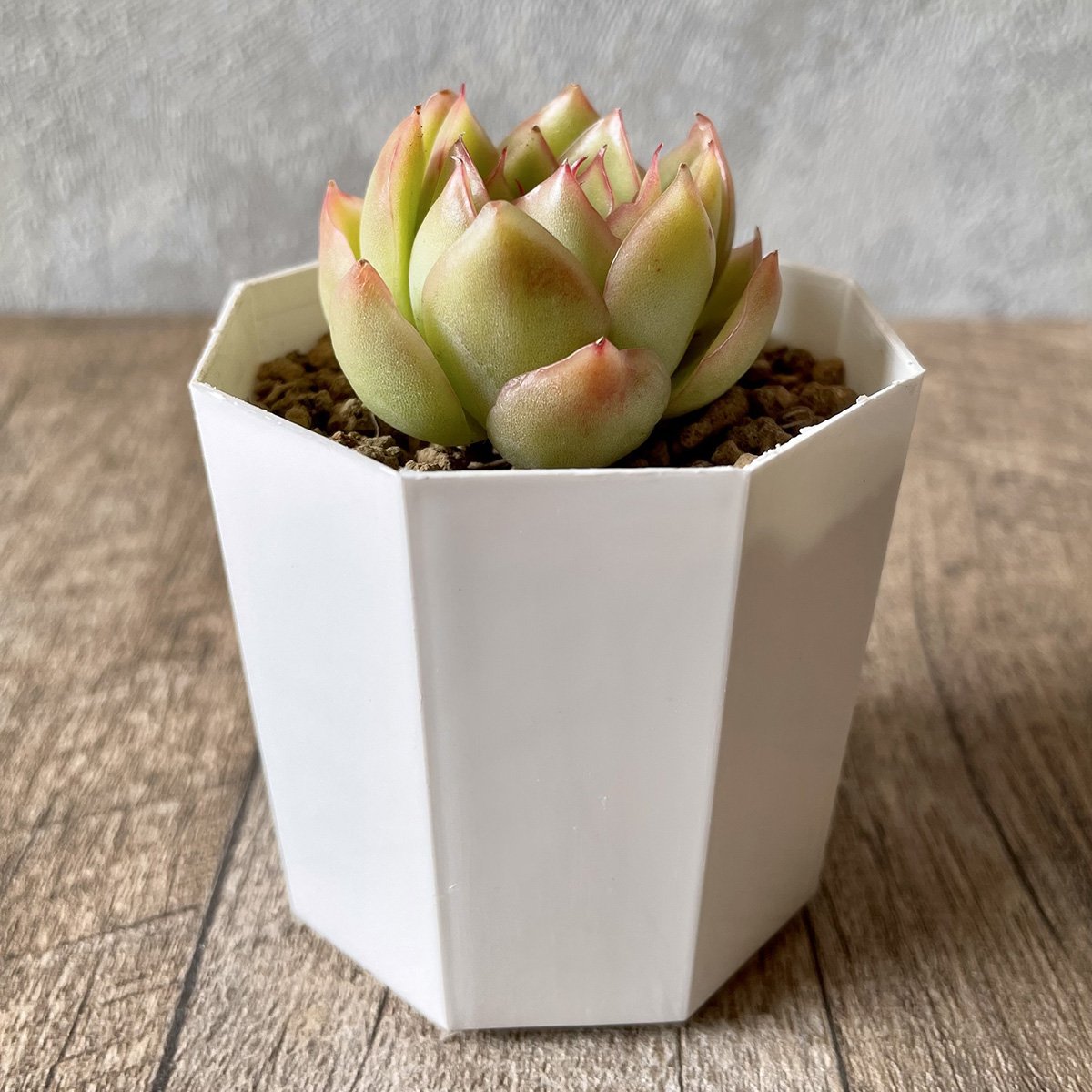 ＊新入荷＊　ノミノエ　Nominoe - 多肉植物の通販・販売サイト tawawa