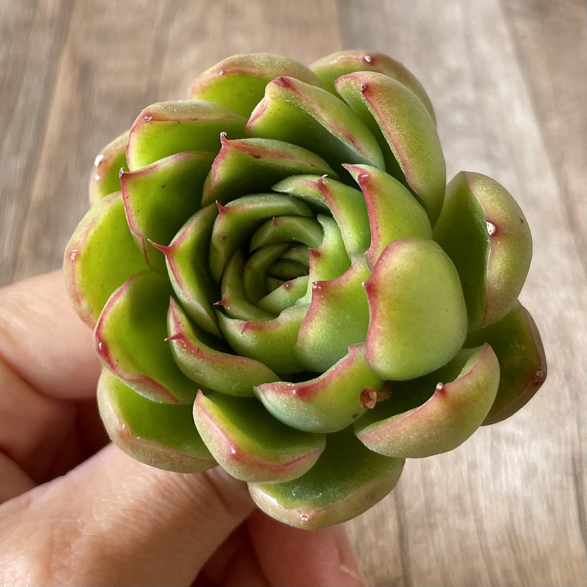 ＊新入荷＊　ノミノエ　Nominoe - 多肉植物の通販・販売サイト tawawa