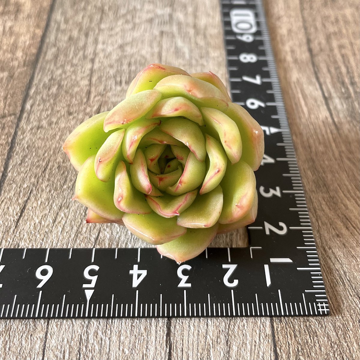 ＊新入荷＊　ノミノエ　Nominoe - 多肉植物の通販・販売サイト tawawa