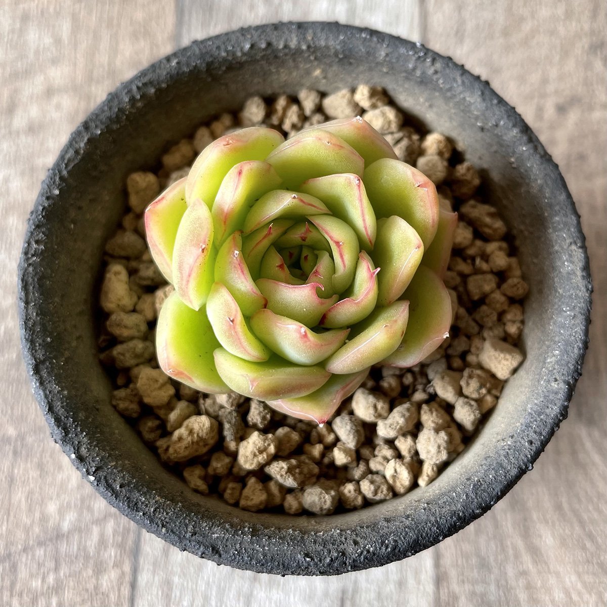 ＊新入荷＊　ノミノエ　Nominoe - 多肉植物の通販・販売サイト tawawa