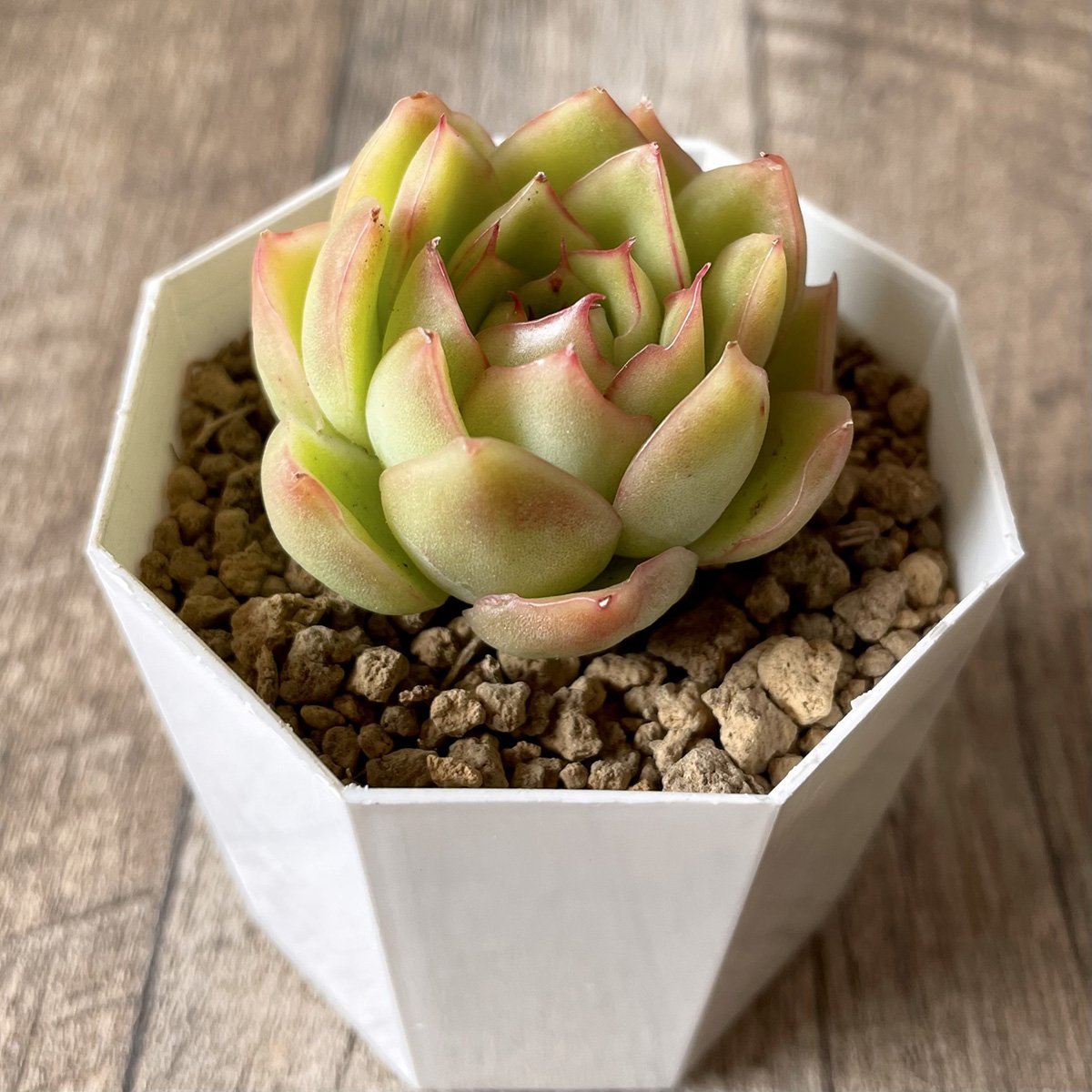 ＊新入荷＊　ノミノエ　Nominoe - 多肉植物の通販・販売サイト tawawa