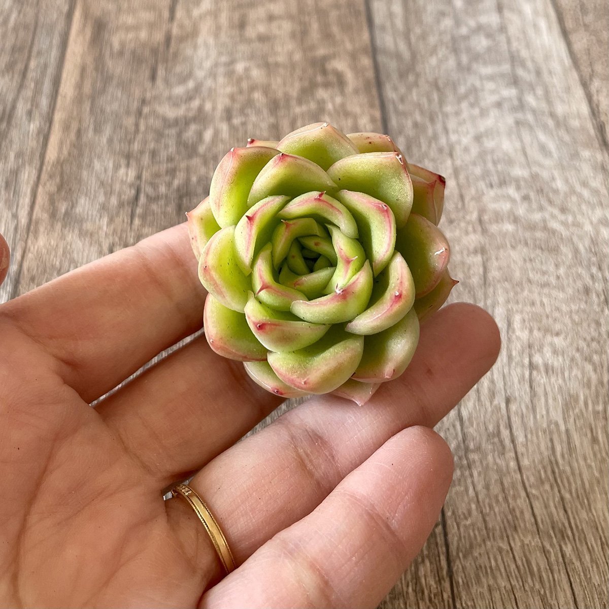 ＊新入荷＊　ノミノエ　Nominoe - 多肉植物の通販・販売サイト tawawa